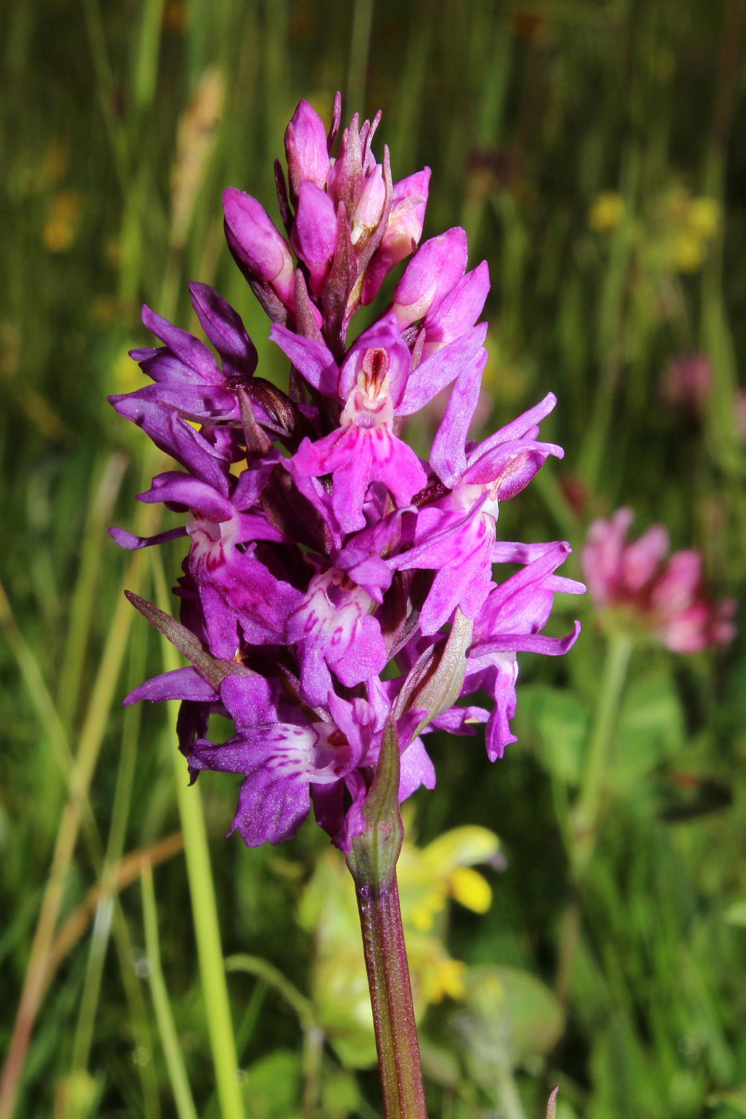 Dactylorhiza da determinare 1